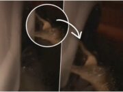 ZVER ISKOČILA IZ VODE NAKON URAGANA, ČOVEK U ŠOKU! Krenuo da uđe u kola, a aligator se iznenada pojavio