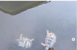 Vezane su kornjače u Tamišu bile oslobođene! Sjajna ova vest stiže sa reke Tamiš, gde muž i žena tokom šetnje zabeležili su bizaran prizor: