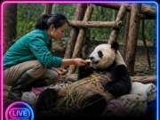 U jednom kineskom zoo-vrtu, panda je uspela da prevari čuvare — glumeći trudnoću kako bi dobila poseban tretman.