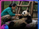 U jednom kineskom zoo-vrtu, panda je uspela da prevari čuvare — glumeći trudnoću kako bi dobila poseban tretman.